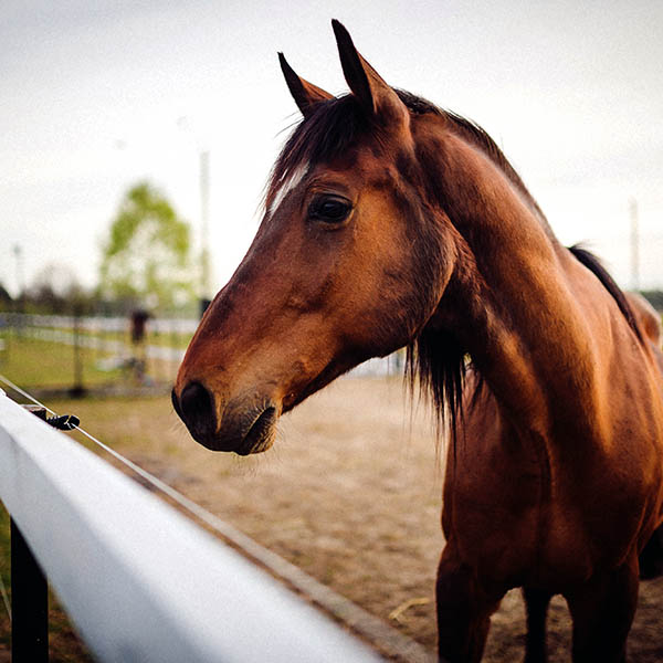Cavalo