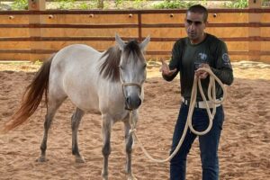 Clínica de ensino do equino de equoterapia ufmt (10)
