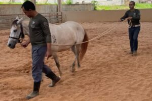 Clínica de ensino do equino de equoterapia ufmt (11)