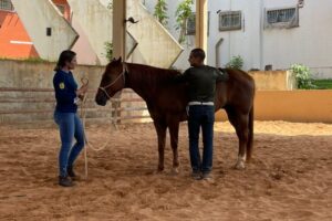 Clínica de ensino do equino de equoterapia ufmt (12)
