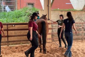 Clínica de ensino do equino de equoterapia ufmt (14)