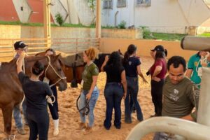 Clínica de ensino do equino de equoterapia ufmt (7)