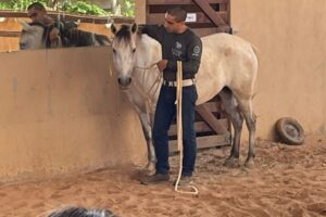 Clínica de ensino do equino de equoterapia ufmt (9)